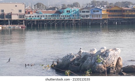 Colorful wooden houses on piles, pillars or pylons. Sea lion, spotted seal and seagull birds, rock in ocean water. Old Fisherman's Wharf, Monterey bay harbor, California coast wildlife or fauna, USA.