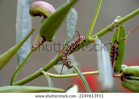 Colorful worm, caterpillar, pre-metamorphosis stage into a butterfly