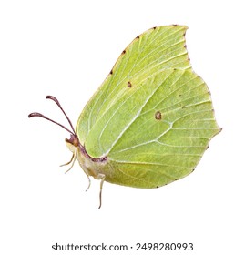 colorful yellow butterfly isolated on white. brimstones butterfly close up - Powered by Shutterstock