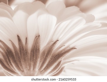 Colorful yellow calendula marigold flower sepal from below macro wallpaper in retro vintage style - Powered by Shutterstock