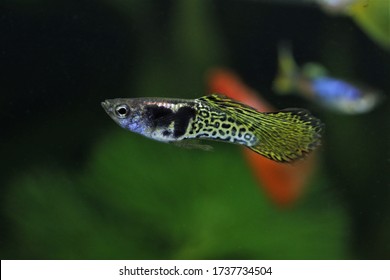 spear tail guppy