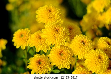 Colorful yellow and orange chrysanthemum flower bloom in the farm. - Powered by Shutterstock