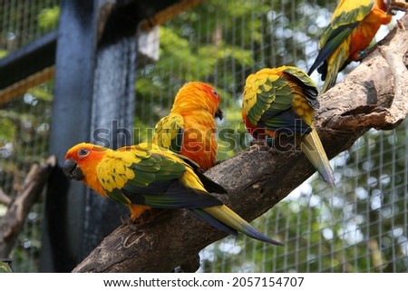 Colorful yellow parrot, Sun Conure (Aratinga solstitialis) eating. Beautiful Colors Birds in Open Zoo. Sun Conure parrot bird group on tree branch.