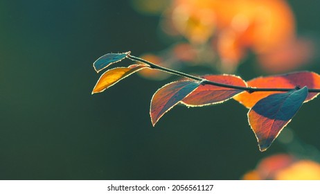 Colorful yellow red orange autumn leaves on cool green background. Macro closeup, shallow DOF, 4K  UHD.