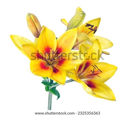 colorful yellow-red lily isolated on white. lily flowers close-up.