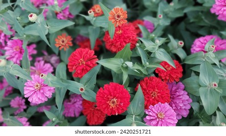 The colorful Zinnia and Common Zinnia flower in the plant bed