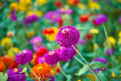 Colorful Zinnia Flowers Blooming In Field