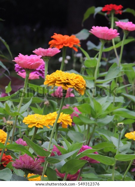 Colorful Zinnias Growing Munsinger Clemens Botanical Stock Photo