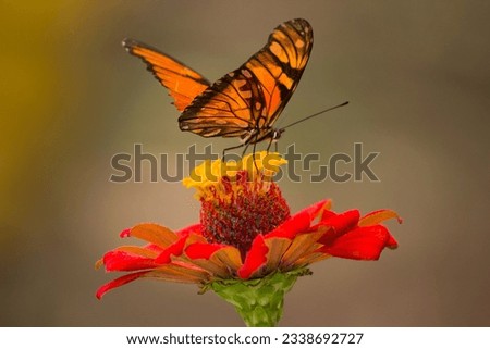 colorfull butterfly sitt on the yellow or Red flower with green stem 