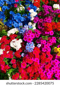 colorfull flower garden Rose beauty  - Shutterstock ID 2285420075
