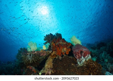 Colorfull Reef Landscape With Reef Fish In The Sun
