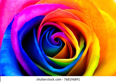 Colorfull rose flower : rainbow flower with colored petals - Shutterstock ID 768196891