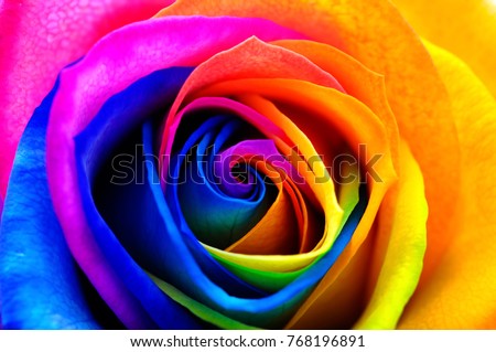 Colorfull rose flower : rainbow flower with colored petals
