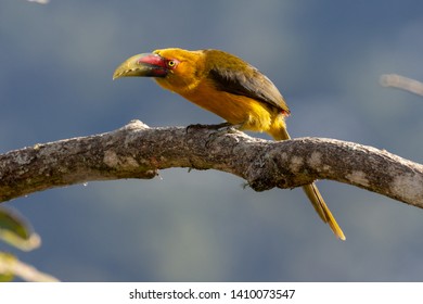 Toucanet High Res Stock Images Shutterstock