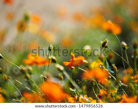 Similar – Mohnfeld Mohnblumen Blume