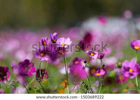 Similar – Image, Stock Photo Colorful flower mixture, meadow flowers