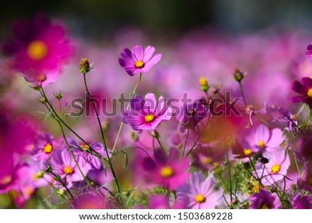 Similar – Image, Stock Photo Colorful flower mixture, meadow flowers