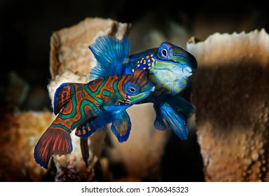 Colorfully Mandarin Fish. Mating Fish.