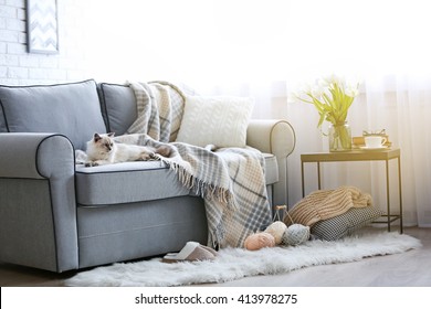 House Living Cat High Res Stock Images Shutterstock