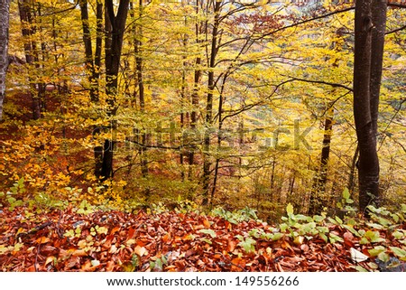 Similar – Image, Stock Photo autumn 2 Environment