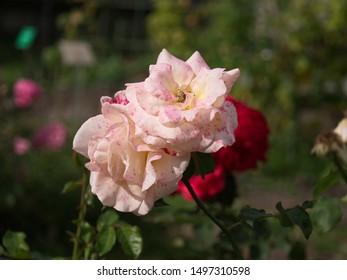 Colors Of Autumn - Rose Closeup (Apricot Nectar)