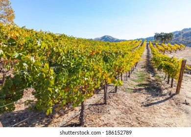 Colors Of Autumn In Vineyard In Santa Clara Valley