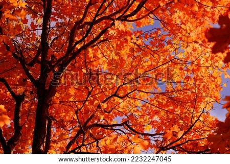 Colors Of Fall, Crisp Fall Morning, Orange, Corn, Water
