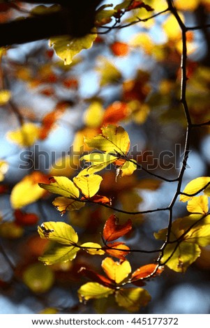 Similar – birch Nature Autumn Tree