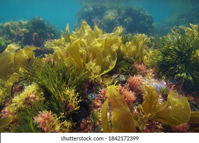 Colors of marine algae underwater in the Atlantic ocean, Galicia, Spain, Pontevedra