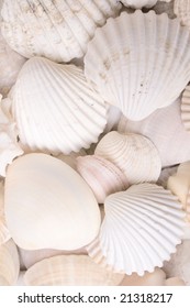 Colors Of Nature. White Shells Background