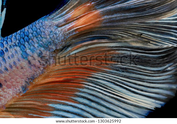 Colors and\
patterns on the fish tail surface\
bite.