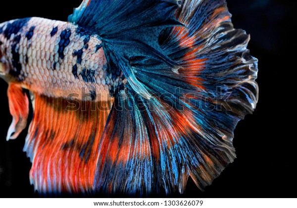 Colors and\
patterns on the fish tail surface\
bite.