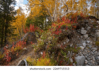 The colors of the polar autumn. Red-yellow vegetation on a steep slope