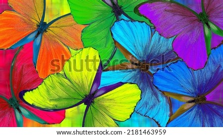 Colors of rainbow. Bright colorful tropical morpho butterflies. Color concept. Bright tropical background