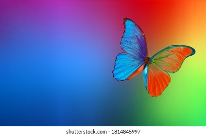 蝶 虹色 の画像 写真素材 ベクター画像 Shutterstock