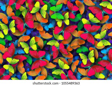 Colors Rainbow Pattern Multicolored Butterflies Morpho Stock Photo ...