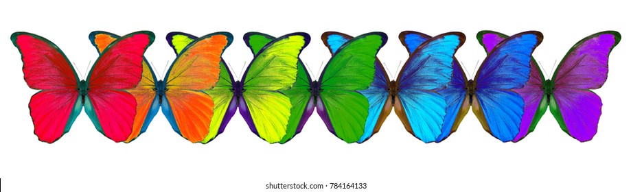 colors of rainbow. seven butterflies morpho rainbow colors.