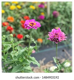 The Colors Of Summer. Beautiful Blooms Found In Delaware County, PA.