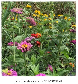 The Colors Of Summer. Beautiful Blooms Found In Delaware County, PA.