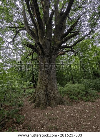 Colossal ancient oak tree, its mighty trunk and gnarled branches dominate a lush Czech forest