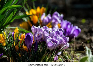 Colouful Crocus Flowers In The Late Winter Sunshine