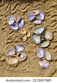 Colour coordinated shells forming flower like patterns in the sand