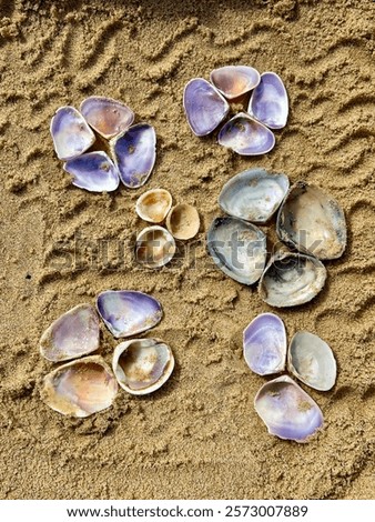 Colour coordinated shells forming flower like patterns in the sand