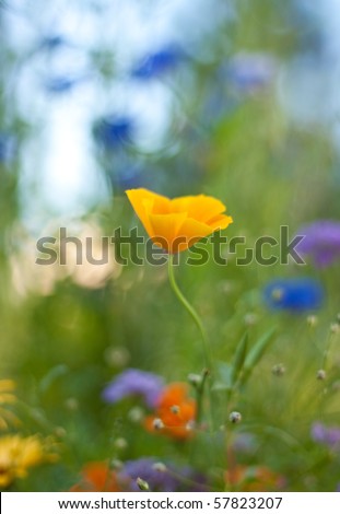 Similar – Once upon a time; flowers and grasses of a flower meadow