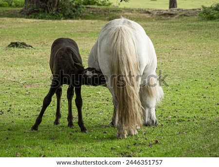 Colour photo of black filly feeding from its grey mare mother in a New Forest field