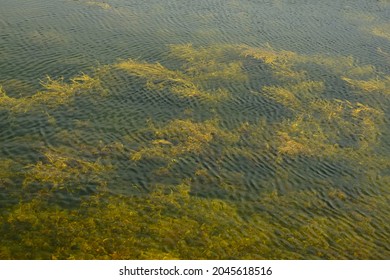 A colour photograph of bladderwrack seaweed visible through the ripple surface of the sea.