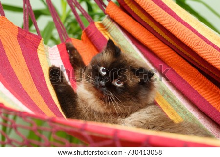 Similar – Grey cat in hammock