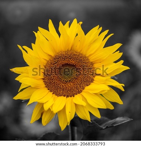 Similar – sunflower field