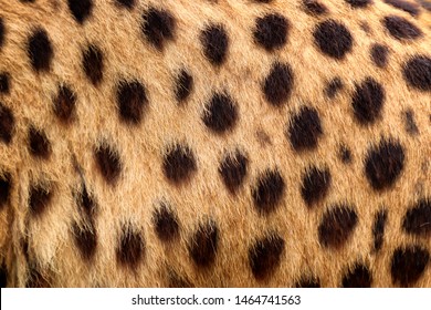 Colour Texture Fur Cheetah. Photo From Animal World. Natural Texture.