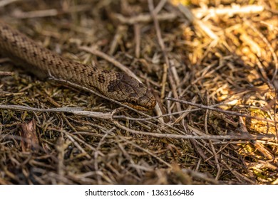 Colour Wildlife Portrait Photograph Of Rare Smooth Snake (Coronella Austriaca) Prowling Along Ground On Poole Heathland Nature Reserve, Dorset, England.